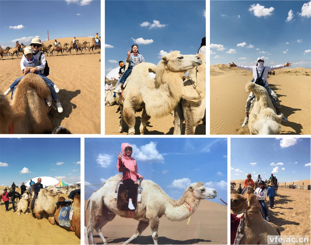 騎著(zhù)駱駝走沙漠，不要太穿越