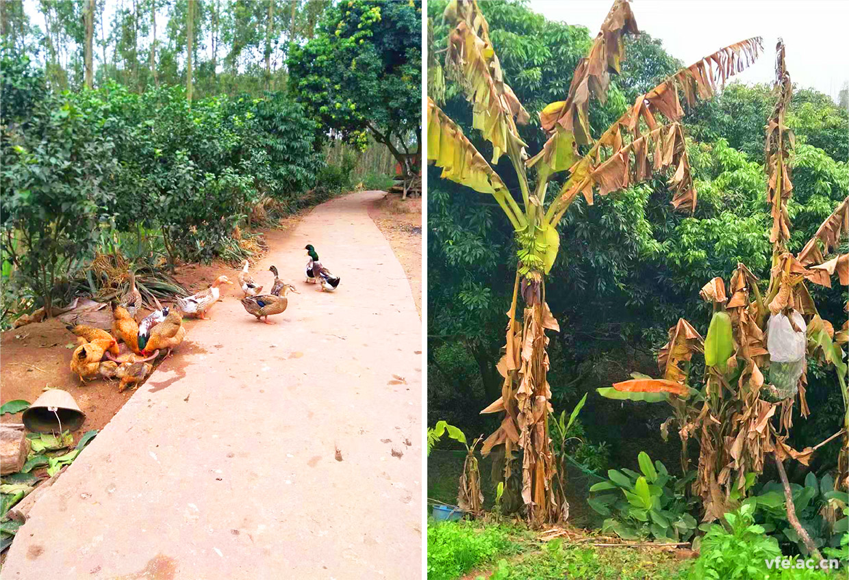 家鄉的風(fēng)景