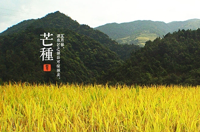 芒種，忙忙栽